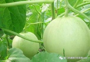 关瓜怎么吃,解锁美味新境界