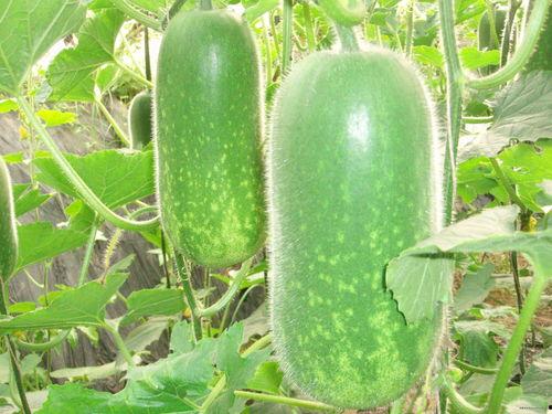 王大炮吃瓜图片高清,高清图曝光引网友热议