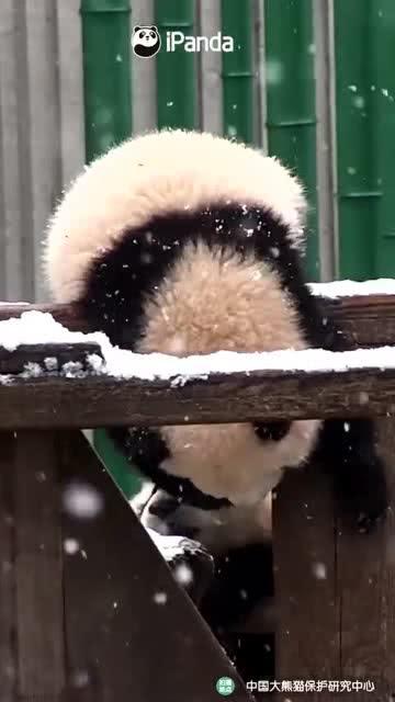吃瓜小熊配音,揭秘娱乐圈那些事儿