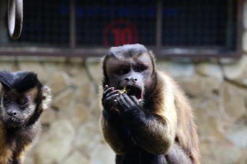 吃瓜看猴表演,一场别开生面的欢乐盛宴