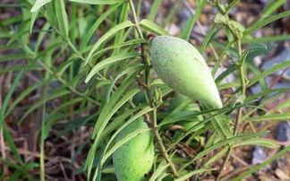 水瓜瓢可以吃吗,美味可口的天然食材探索