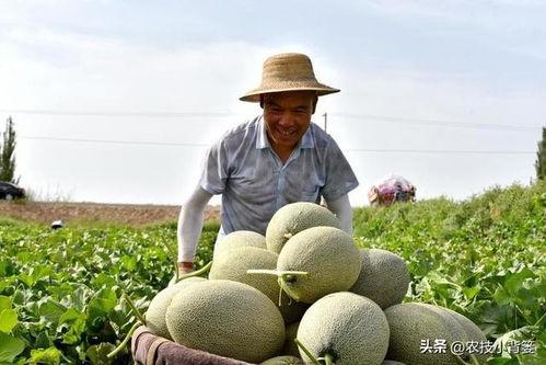 为什么吃瓜会苦,吃瓜为何会苦的奥秘