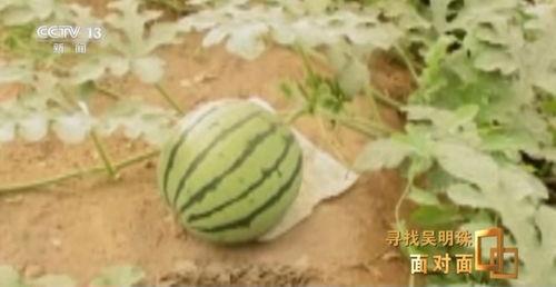 来新疆吃瓜了,游客纷至沓来