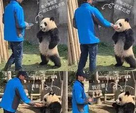 带你吃瓜说熊猫,带你吃瓜探秘国宝生活