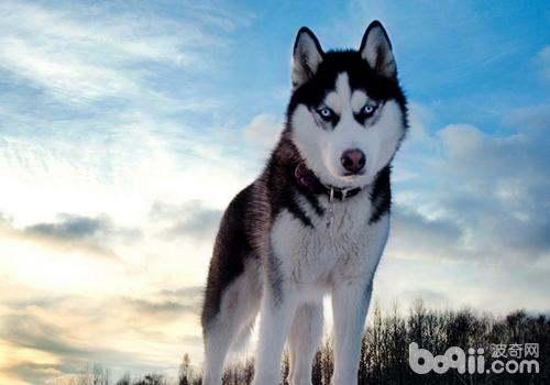 哈士奇吃瓜视频搞笑,笑料百出，萌宠搞笑瞬间