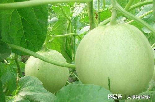 面瓜生怎么吃,解锁家常美味新境界