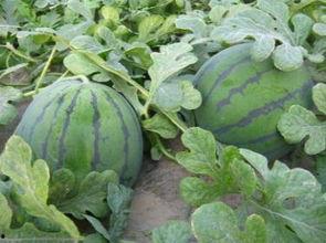 汴京桥边吃瓜,瓜香四溢，探寻古都美食风情