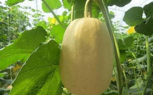 金丝胶瓜怎么吃